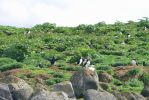 PICTURES/Puffin Express - Boat Tour Around Puffin Island/t_Puffins (20).JPG